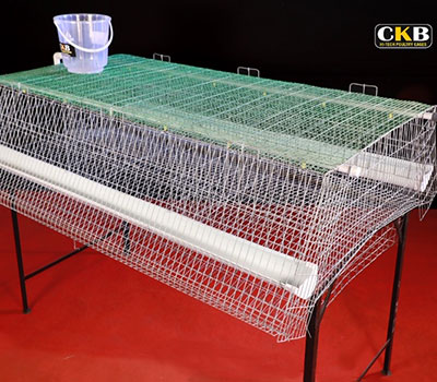 CKB poultry cages ,chicken cage